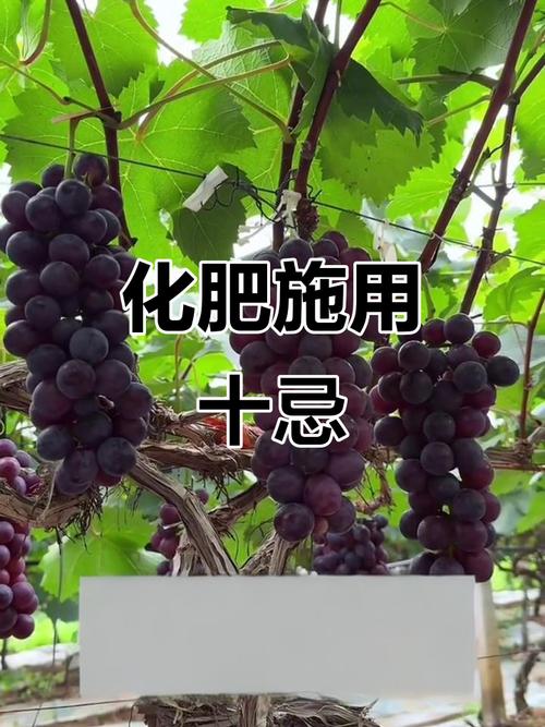 葡萄种植化肥使用十大禁忌 避免踩坑，才能提质增产